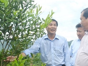 Bày cách cho người dân huyện nghèo trồng cây mắc ca
