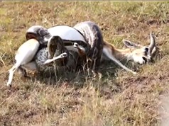 Clip: Pha săn giết linh dương ấn tượng của trăn khổng lồ