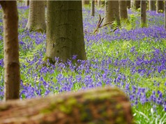 Cận cảnh vẻ đẹp của rừng hoa chuông xanh ở Bỉ