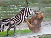 Chùm ảnh: Sư tử đực bị ngựa vằn đá “vỡ mặt”