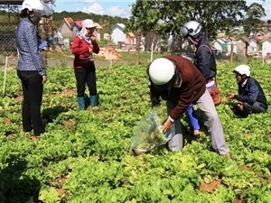 Hàng trăm ha rau cô rôn nhiễm bệnh lạ phải nhổ bỏ