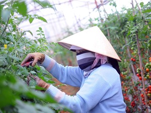 Chương trình liên kết giữa Vingroup với nông dân: Giảm các khâu trung gian để tập trung tăng chất lượng