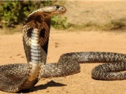 Top 10 loài rắn độc nhất thế giới