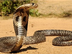 Top 10 loài rắn độc nhất thế giới