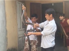 Clip: Dùng tay không bắt rắn hổ mang hơn 2 mét ở Tuyên Quang