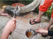 Clip: “Ớn lạnh” với món tiết canh cá của người Việt