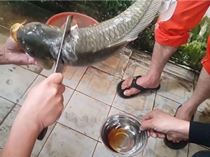 Clip: “Ớn lạnh” với món tiết canh cá của người Việt