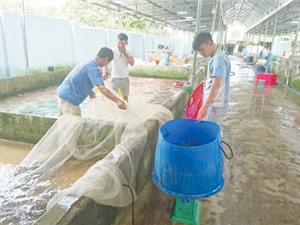 "Vua cá" Tây Nguyên với bí quyết bán ra 6.000 tấn/năm