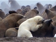 Clip: Cuộc ác chiến khốc liệt giữa “sát thủ Bắc Cực” và voi biển