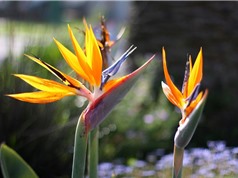 Vẻ đẹp hút hồn loài hoa “chim của thiên đường” có ở Việt Nam