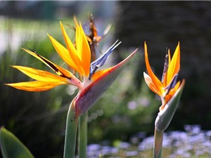 Vẻ đẹp hút hồn loài hoa “chim của thiên đường” có ở Việt Nam