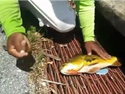 Clip: Thanh niên “hốt cá khủng mỏi tay” khi thả cần ở cống thoát nước
