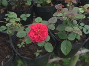 Nông dân Sa Đéc trồng thành công giống hoa hồng thơm