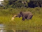 CLIP ĐỘNG VẬT ĐẠI CHIẾN ẤN TƯỢNG NHẤT TUẦN: Cá sấu săn voi, trâu rừng chết thảm vì sư tử