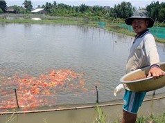 Lão nông canh con nước “độc” nuôi cá cảnh, thu cả trăm triệu/tháng