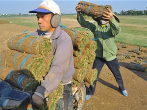 Chuyện trồng cỏ kiếm bộn tiền ở Nam Định