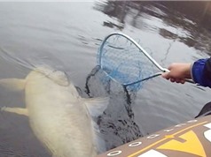 Clip: Câu được cá chép “cực khủng” trên hồ 