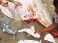 Clip: “Phẫn nộ” trước cảnh mổ bụng cá mập mẹ sắp sinh
