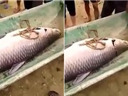 Clip: Bắt được cá trắm đen nặng 52kg, dài 1,2m ở Thái Nguyên