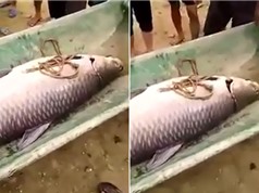 Clip: Bắt được cá trắm đen nặng 52kg, dài 1,2m ở Thái Nguyên