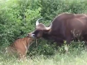 Clip: Màn săn bò tót “siêu tốc” của hổ Sumatra 