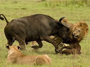 CLIP HOT NHẤT TUẦN: Hổ giết bò tót, sư tử xé xác trâu rừng