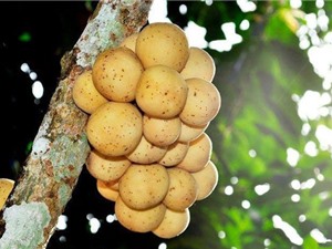 Lợi ích sức khỏe của quả bòn bon