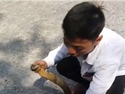 Clip: Bắt sống rắn hổ mang chúa dài hơn 2 mét tại Hà Giang