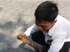 Clip: Bắt sống rắn hổ mang chúa dài hơn 2 mét tại Hà Giang