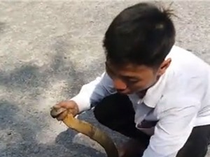 Clip: Bắt sống rắn hổ mang chúa dài hơn 2 mét tại Hà Giang