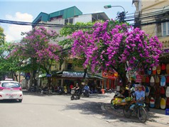Mùa hoa tím nở rộ trên khắp phố phường Hà Nội