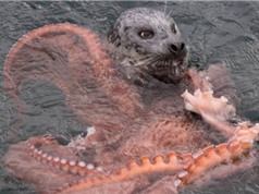 Clip: Bị bạch tuộc khổng lồ quấn chặt, hải cẩu vẫn thoát chết "thần kỳ"