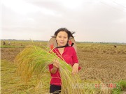 Công đoạn thu hoạch, bảo quản, chế biến gạo Tám xoan Hải Hậu