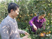 Kỹ thuật trồng cam sành Hà Giang