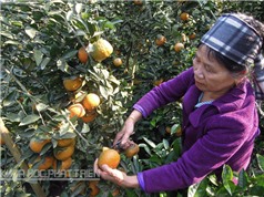 Đặc điểm hình thái cây cam sành Hà Giang