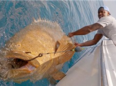 Clip: Câu cá mú khổng lồ ngoài khơi Florida