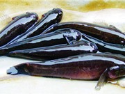 Mô hình nuôi cá bống bớp bằng nguồn thức ăn tự nhiên