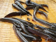 Cá bống bớp - đặc sản vùng Nghĩa Hưng