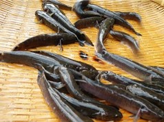 Cá bống bớp - đặc sản vùng Nghĩa Hưng