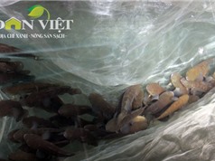 Nông dân Nam Định dễ dàng thu tiền tỷ nhờ cá bống bớp