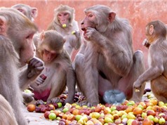 Clip: “Băng đảng” khỉ ăn trộm nông sản của người dân