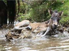 Ngựa Dartmoor “nếm trái đắng” vì quá nghịch ngợm