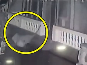 Clip: Đêm khuya vắng, báo lẻn vào nhà dân bắt trộm chó Pit bull