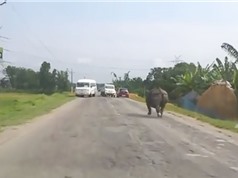 Clip: Tê giác chạy rông gây náo loạn trên đường
