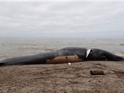 Cá voi dài 24m chết thảm, dạt vào bờ biển ở Mỹ