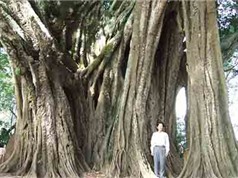 Bí ẩn cây da 400 tuổi là nơi trú ngụ của rắn độc