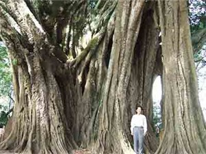 Bí ẩn cây da 400 tuổi là nơi trú ngụ của rắn độc