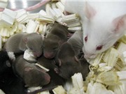 Ra mắt chuột được sinh ra từ tinh trùng bảo quản trong không gian