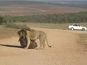 Clip: Sư tử đực giết hại 2 trâu rừng con vô cùng dã man