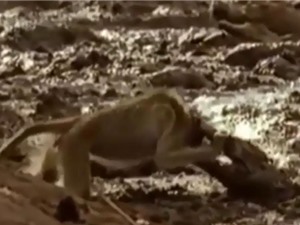 Clip: Bị cá sấu cắn vào đầu, khỉ đầu chó vẫn thoát chết thần kỳ